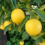 lemon
