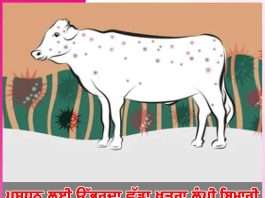 big danger to animals lumpy disease -sachi shiksha punjabi