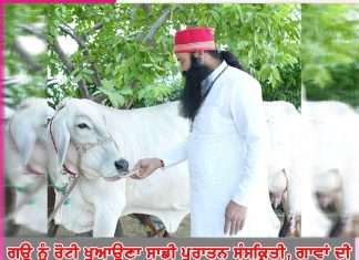 feeding bread to cow is our ancient culture natural environment created for the care of cows revered guru ji - sachi shiksha punjabi