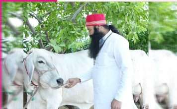 feeding bread to cow is our ancient culture natural environment created for the care of cows revered guru ji - sachi shiksha punjabi