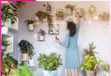 decorate your home with plants -sachi shiksha punjabi
