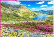 yumthang beautiful valley of flowers -sachi shiksha punjabi