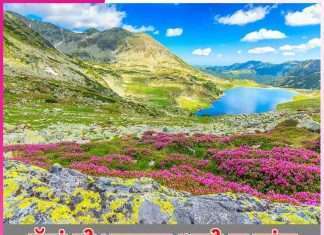 yumthang beautiful valley of flowers -sachi shiksha punjabi