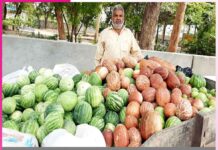 Organic Cucumber