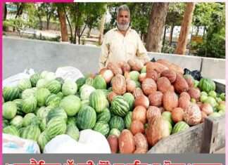 Organic Cucumber