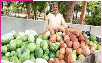 Organic Cucumber