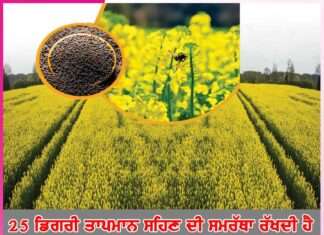 Mustard Crop