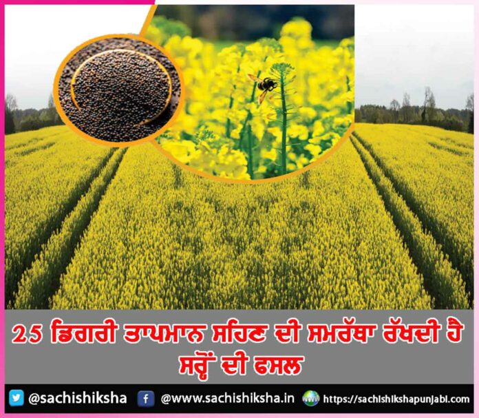 Mustard Crop