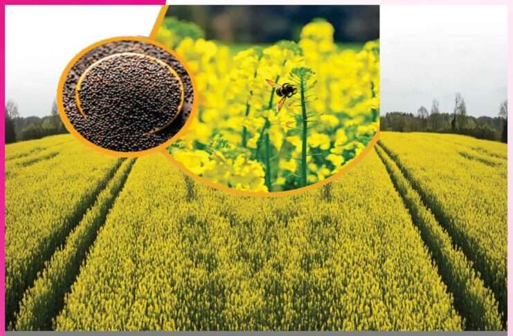 Mustard Crop