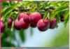 Benefits Of Plums