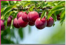 Benefits Of Plums