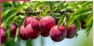 Benefits Of Plums