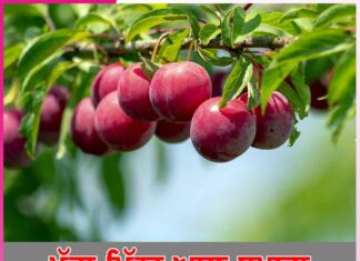 Benefits Of Plums