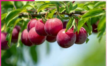 Benefits Of Plums