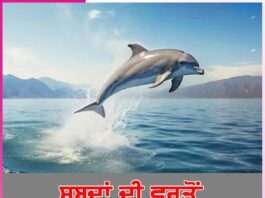 Meaning of words