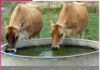 Animals Care