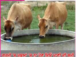Animals Care