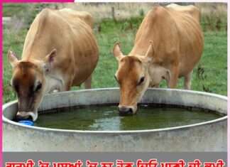 Animals Care