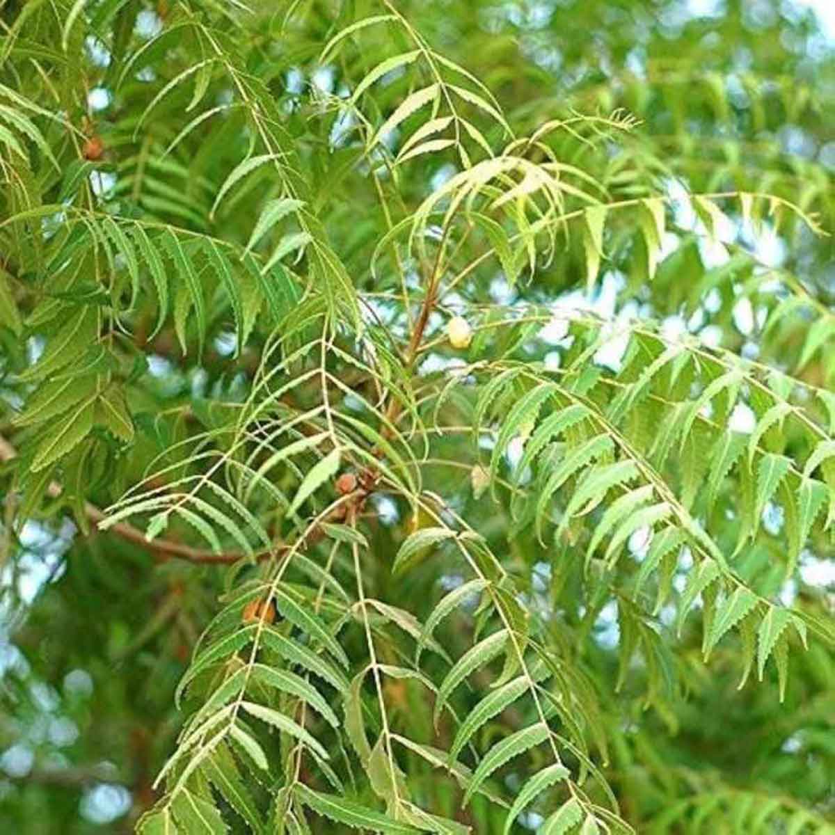 neem