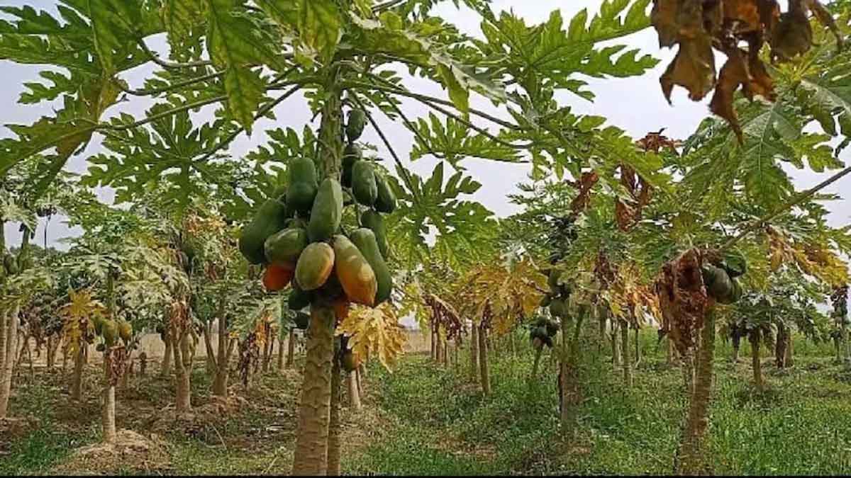 papaya
