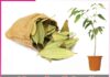 Bay leaves