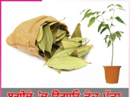Bay leaves
