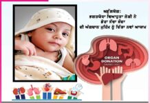 kidney