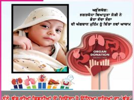kidney