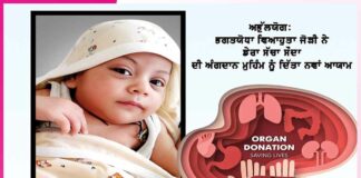 kidney