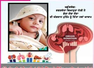 kidney