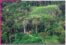 Rainforest