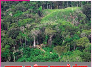 Rainforest