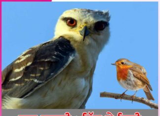 ਬਾਲ ਕਹਾਣੀ : ਇੱਲ ਤੇ ਚਿੜੀ Children's story