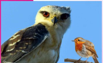 ਬਾਲ ਕਹਾਣੀ : ਇੱਲ ਤੇ ਚਿੜੀ Children's story