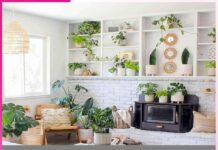 Plants: 5 ਸਪੈਸ਼ਲ ਬੂਟਿਆਂ ਜੋ ਘਰ ਦੀ ਖੂਬਸੂਰਤੀ ਨੂੰ ਵਧਾ ਦੇਣਗੇ Plants