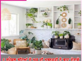 Plants: 5 ਸਪੈਸ਼ਲ ਬੂਟਿਆਂ ਜੋ ਘਰ ਦੀ ਖੂਬਸੂਰਤੀ ਨੂੰ ਵਧਾ ਦੇਣਗੇ Plants