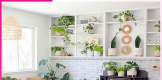 Plants: 5 ਸਪੈਸ਼ਲ ਬੂਟਿਆਂ ਜੋ ਘਰ ਦੀ ਖੂਬਸੂਰਤੀ ਨੂੰ ਵਧਾ ਦੇਣਗੇ Plants