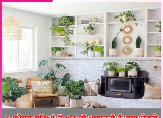 Plants: 5 ਸਪੈਸ਼ਲ ਬੂਟਿਆਂ ਜੋ ਘਰ ਦੀ ਖੂਬਸੂਰਤੀ ਨੂੰ ਵਧਾ ਦੇਣਗੇ Plants