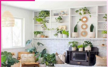 Plants: 5 ਸਪੈਸ਼ਲ ਬੂਟਿਆਂ ਜੋ ਘਰ ਦੀ ਖੂਬਸੂਰਤੀ ਨੂੰ ਵਧਾ ਦੇਣਗੇ Plants