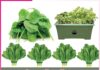 Paalak: ਗਮਲੇ ’ਚ ਉਗਾਓ ਪਾਲਕ spinach Paalak
