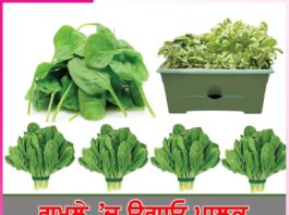 Paalak: ਗਮਲੇ ’ਚ ਉਗਾਓ ਪਾਲਕ spinach Paalak