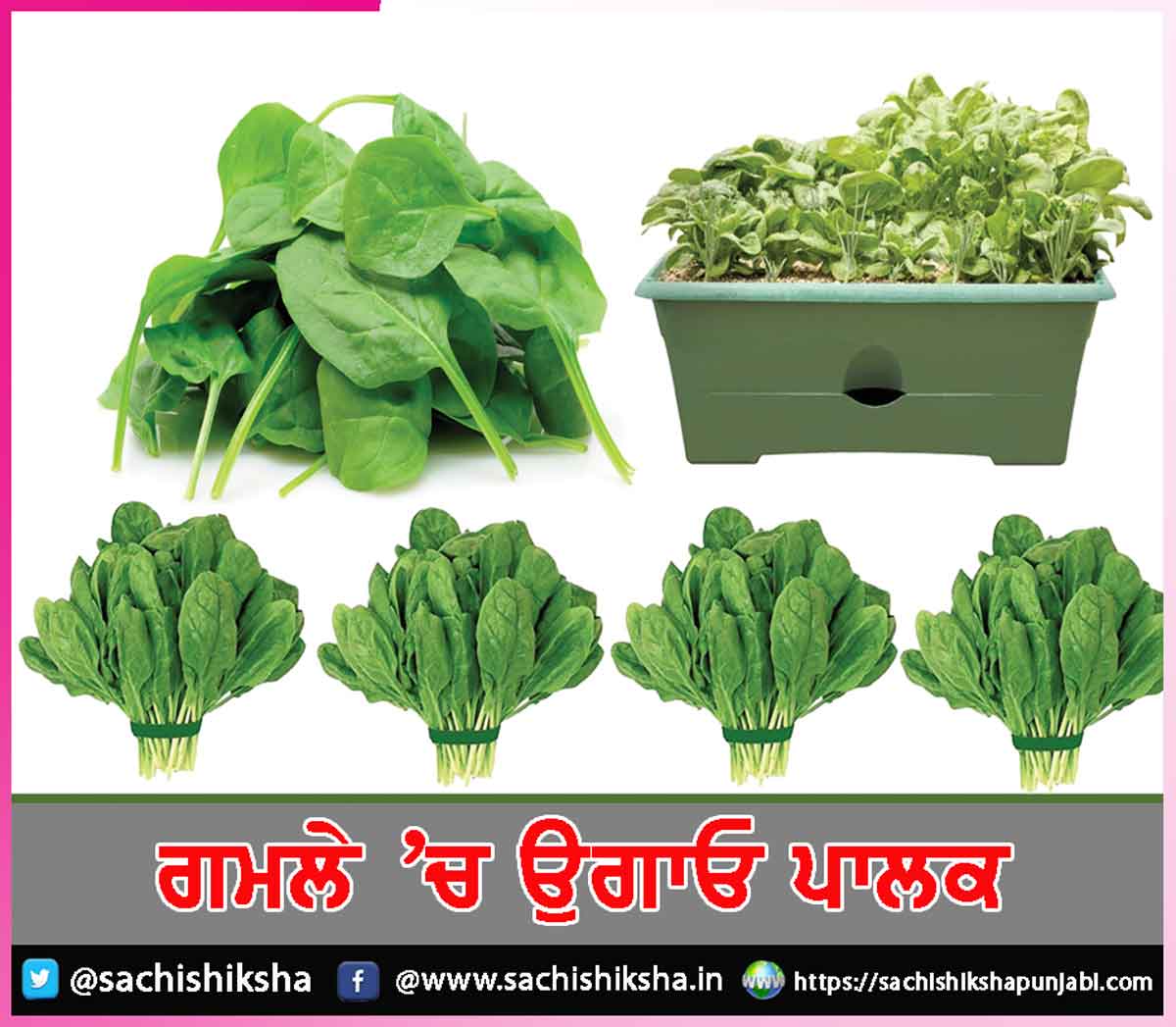 spinach Paalak (1) spinach Paalak