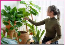 ਸਰਦੀਆਂ ’ਚ ਕਰੋ ਗਮਲਿਆਂ ਦੀ ਦੇਖਭਾਲ Take care of pots in winter