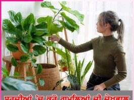 ਸਰਦੀਆਂ ’ਚ ਕਰੋ ਗਮਲਿਆਂ ਦੀ ਦੇਖਭਾਲ Take care of pots in winter