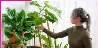 ਸਰਦੀਆਂ ’ਚ ਕਰੋ ਗਮਲਿਆਂ ਦੀ ਦੇਖਭਾਲ Take care of pots in winter