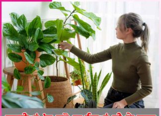 ਸਰਦੀਆਂ ’ਚ ਕਰੋ ਗਮਲਿਆਂ ਦੀ ਦੇਖਭਾਲ Take care of pots in winter