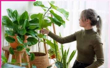 ਸਰਦੀਆਂ ’ਚ ਕਰੋ ਗਮਲਿਆਂ ਦੀ ਦੇਖਭਾਲ Take care of pots in winter