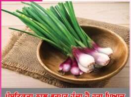 Green Onions: ਪੌਸ਼ਟਿਕਤਾ ਨਾਲ ਭਰਪੂਰ ਹੁੰਦਾ ਹੈ ਹਰਾ ਪਿਆਜ਼ Green Onions