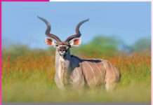 ਸਿੰਗ ਹੁੰਦੇ ਹਨ ਪਸ਼ੂਆਂ ਦਾ ਕੁਦਰਤੀ ਹਥਿਆਰ Horn Weapon