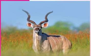 ਸਿੰਗ ਹੁੰਦੇ ਹਨ ਪਸ਼ੂਆਂ ਦਾ ਕੁਦਰਤੀ ਹਥਿਆਰ Horn Weapon